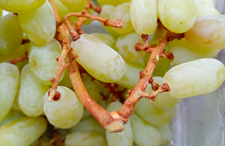 Monitoring the container stuffing process during a survey inspection.